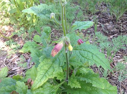 Chinese Foxglove: Details, Properties, Effects